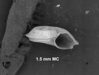 To ANSP Malacology Collection in GBIF (catalog no. 211881)