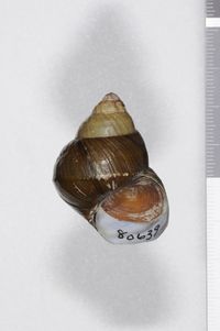 To ANSP Malacology Collection in GBIF (catalog no. 80639)