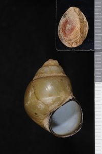 To ANSP Malacology Collection in GBIF (catalog no. 76012)
