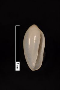 To ANSP Malacology Collection in GBIF (catalog no. 29497)