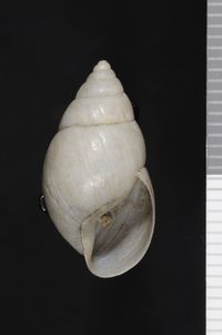 To ANSP Malacology Collection in GBIF (catalog no. 25468)