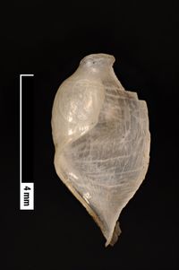 To ANSP Malacology Collection in GBIF (catalog no. 57647)