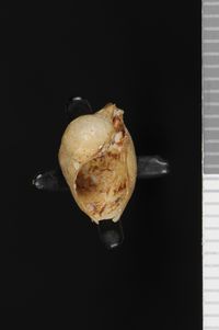 To ANSP Malacology Collection in GBIF (catalog no. 57650)