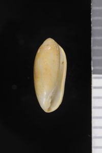 To ANSP Malacology Collection in GBIF (catalog no. 86928)