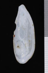 To ANSP Malacology Collection in GBIF (catalog no. 166781)