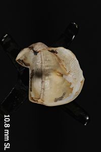 To ANSP Malacology Collection in GBIF (catalog no. 178741)