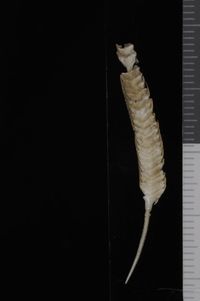 To ANSP Malacology Collection in GBIF (catalog no. 50987)