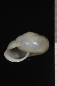 To ANSP Malacology Collection in GBIF (catalog no. 169712)