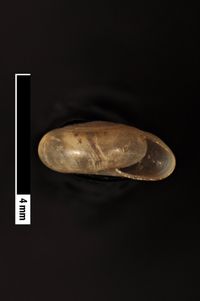 To ANSP Malacology Collection in GBIF (catalog no. 61676)