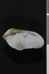 To ANSP Malacology Collection in GBIF (catalog no. 51085)