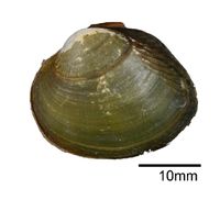 gbif image for Leoparreysia bhamoensis