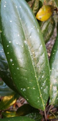 false oleander scale - Pseudaulacaspis cockerelli (Cooley)