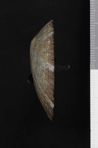 To ANSP Malacology Collection in GBIF (catalog no. 49768)