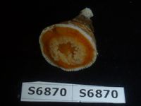 gbif image for Paraconotrochus antarcticus