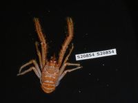 gbif image for Munida spinosa