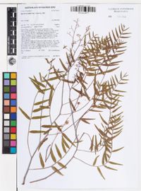 Schinus molle L., Plants of the World Online
