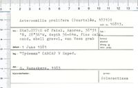 gbif image for Asterosmilia prolifera