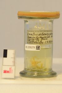 gbif image for Epialtus dilatatus elongata