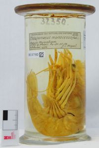 Metapenaeus monoceros (Fabricius, 1798)