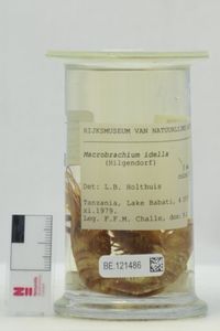 macrobrachium idella