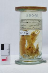 Metapenaeus monoceros (Fabricius, 1798)