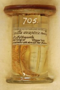 gbif image for Squilla deceptrix