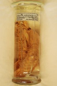 gbif image for Squilla edentata