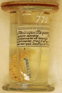 gbif image for Meiosquilla quadridens