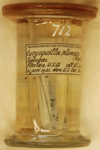 gbif image for Eurysquilla plumata