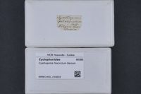 gbif image for Cyathopoma filocinctum