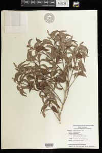 Croton eluteria, Cascarilla officinalis, Cascarilla