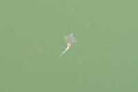 File:FMIB 46434 Brine Shrimp (Artemia salina).jpeg - Wikimedia Commons