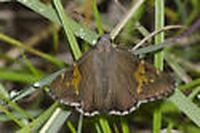 gbif image for Achalarus lyciades