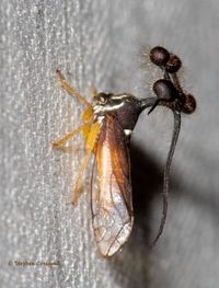 Bocydium globulare (Fabricius, 1803)