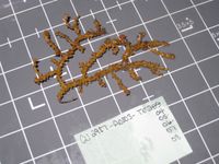 gbif image for Bebryce parastellata