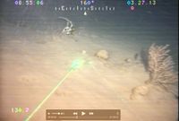 gbif image for Bebryce cinerea