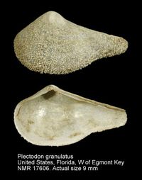 gbif image for Plectodon granulatus