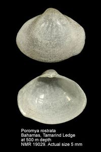 gbif image for Poromya rostrata