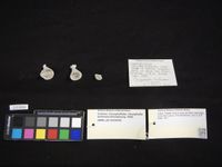 gbif image for Caryophyllia berteriana