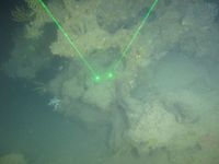 gbif image for Madrepora carolina