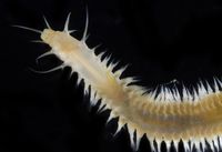 gbif image for Sigambra bassi