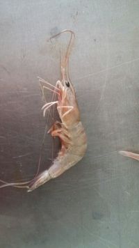 gbif image for Xiphopenaeus kroyeri