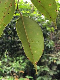 RESINA NATURALE DI CANFORA (BORNEOL CAMPHOR - DRYOBALANOPS AROMATICA)