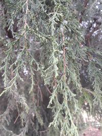 African juniper or african pencil cedar (Juniperus procera) in