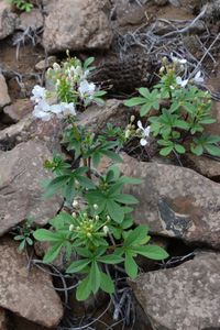 Cleome chilensis DC.