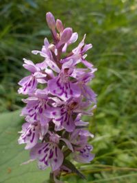 Dactylorhiza fuchsii (all from Mt. Javor, SW Serbia, 15.06.2013