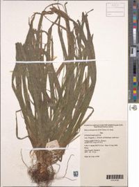 Blyxa echinosperma (Clarke) Hook.f. ,Fig.5: Ceratophyllum demersum L.