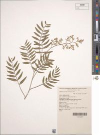 Schinus molle L., Plants of the World Online