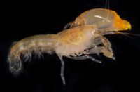 gbif image for Synalpheus agelas