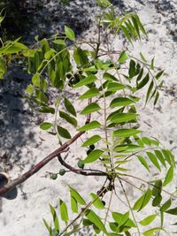 Operculicarya gummifera (Sprague) Capuron